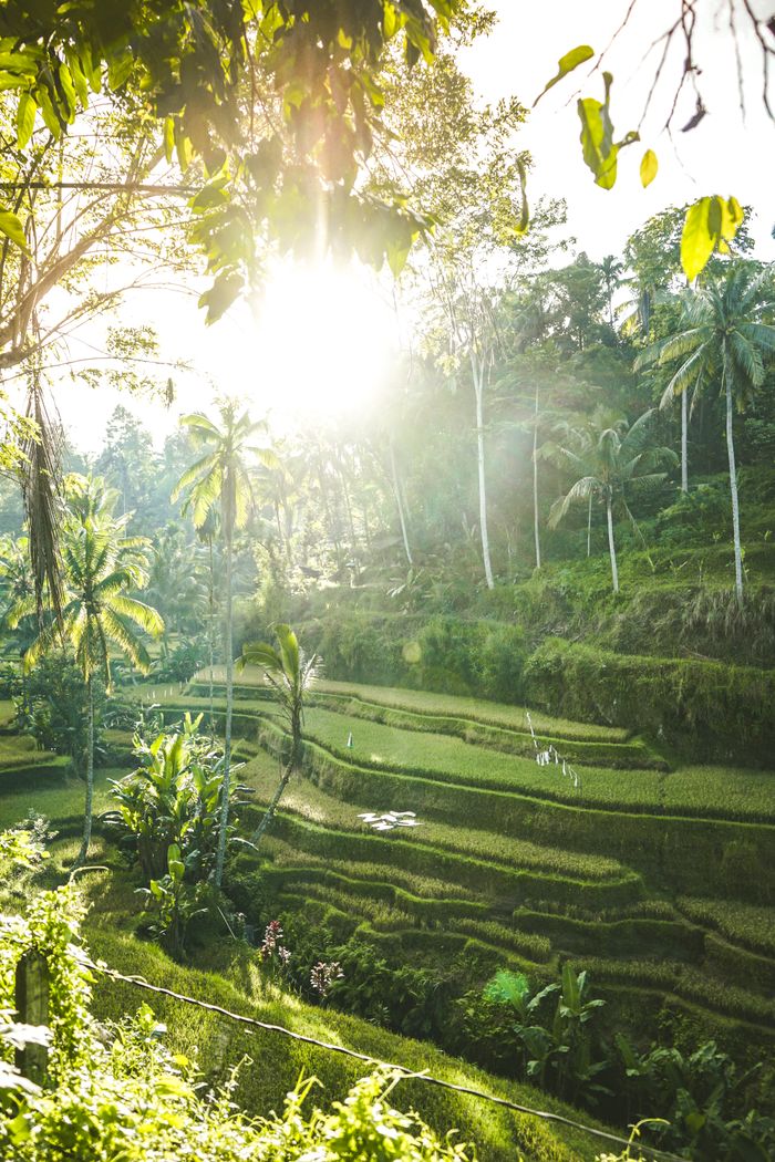 Beautiful rice terraces in a tropical forest with sunlight streaming through the trees.